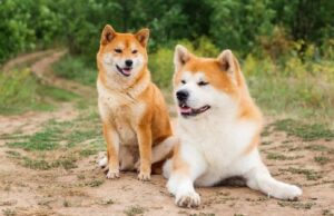 Akita Inu si Shiba Inu