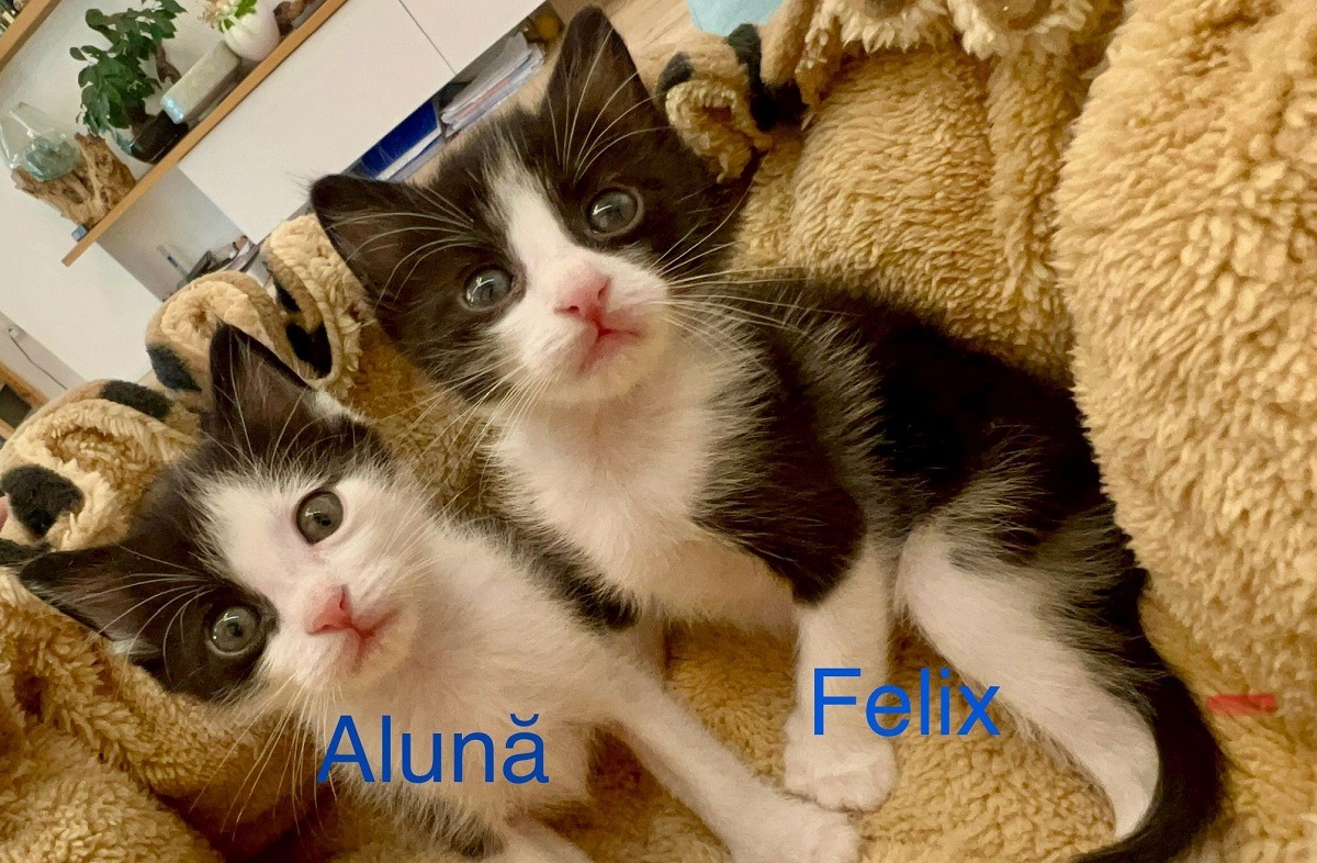 doi pisoi Aluna si Felix