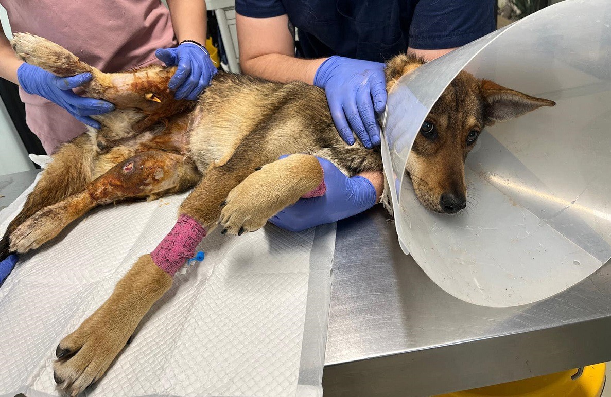 catelusa Bonnie pe masa de operatie