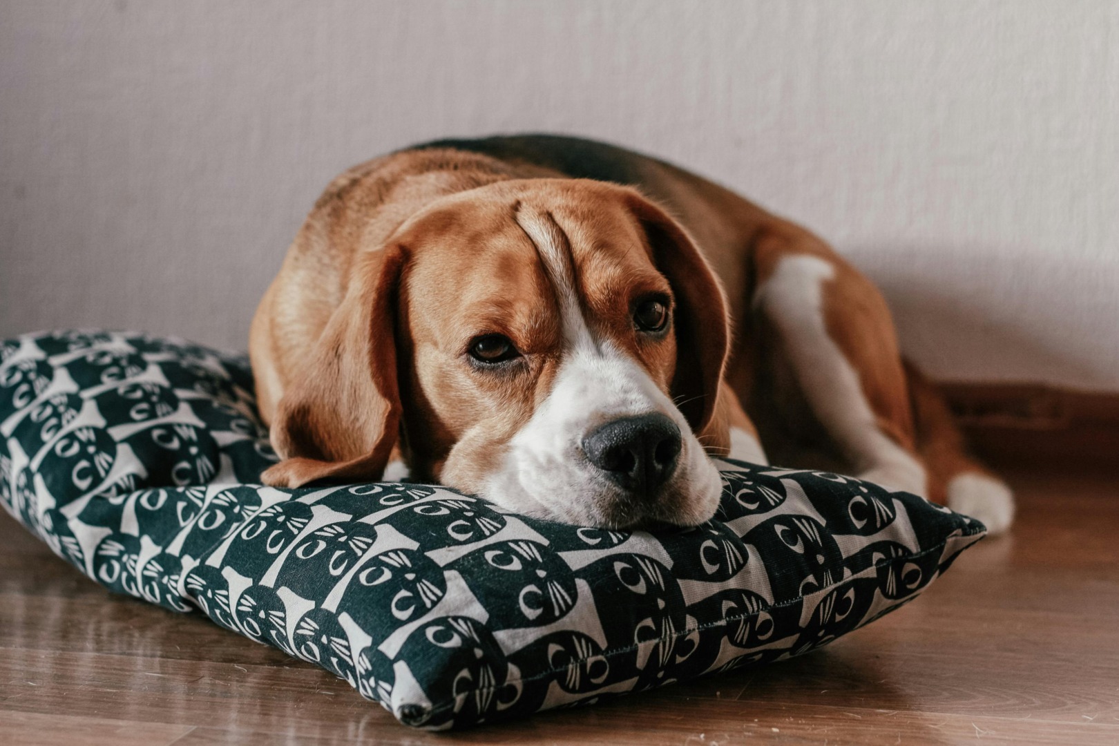 Câine din rasa Beagle care se odihnește pe o pernuță cu model cu pisici.