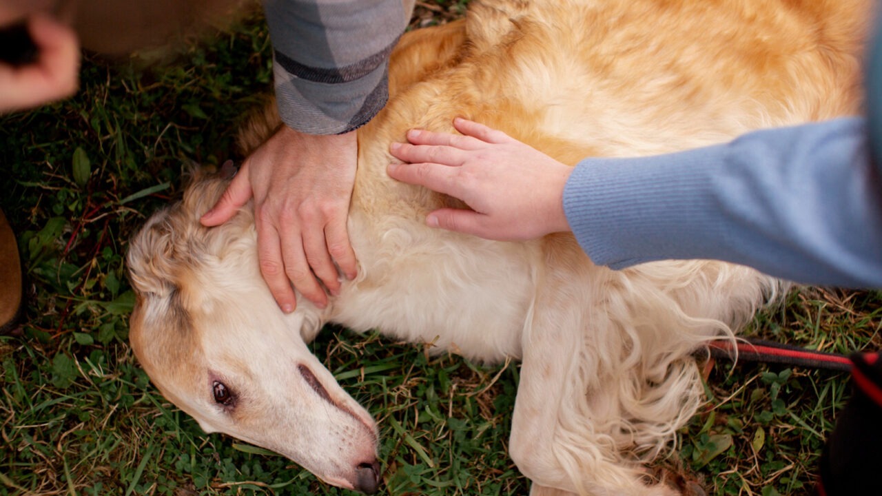 Câine întins în iarbă în timp ce două persoane îl mângâie.