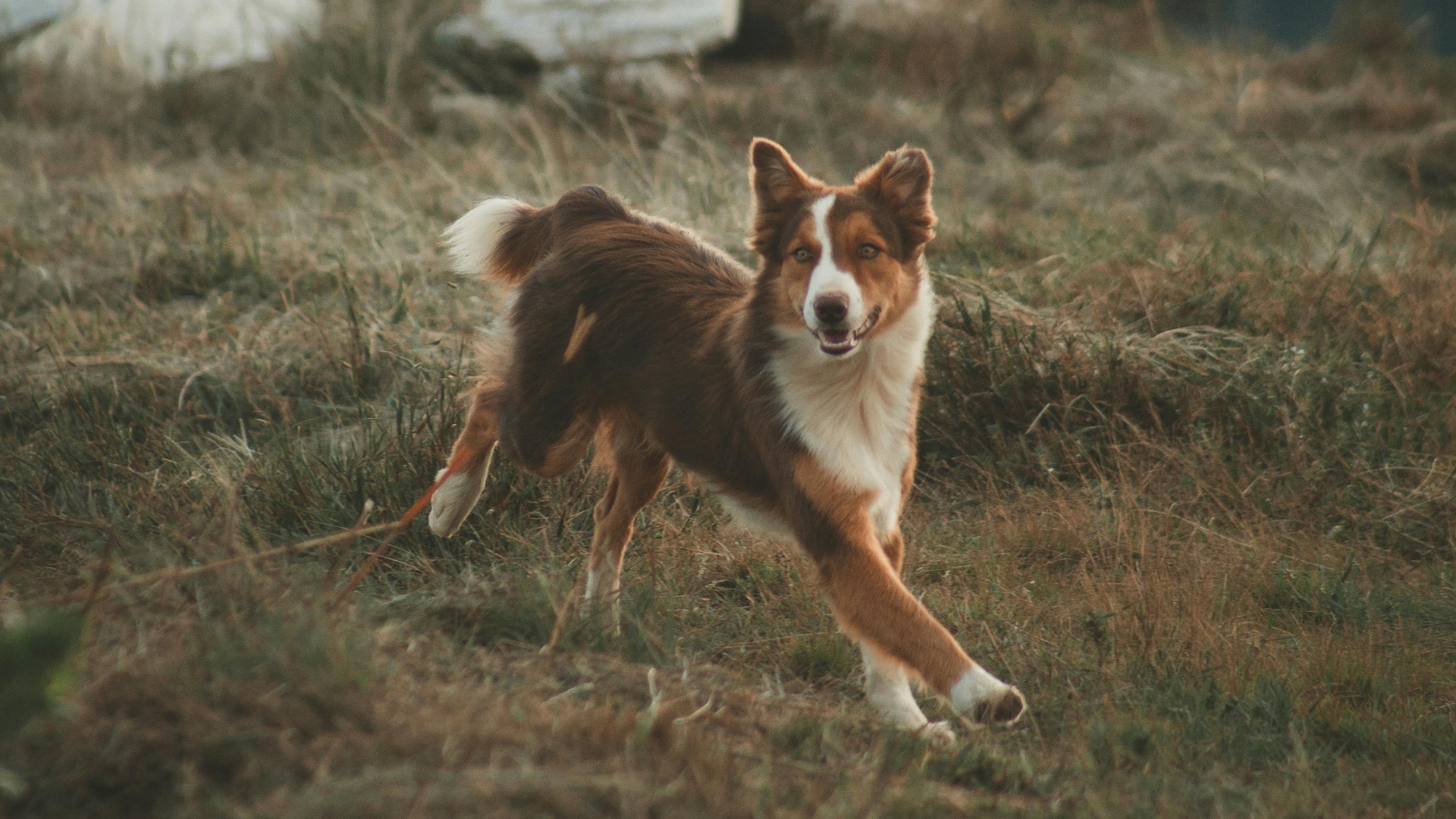 Câine care aleargă spre stăpân.
