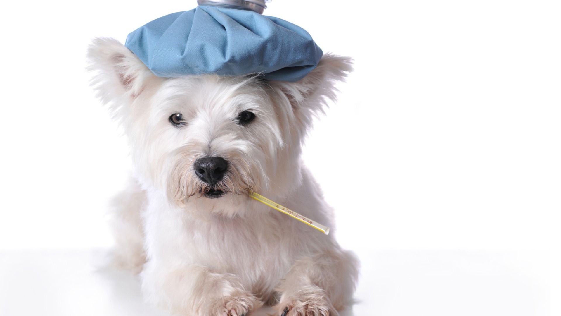 Caine alb cu termometru.