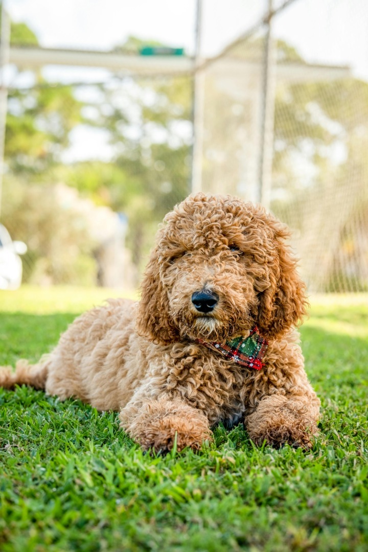 Câine din rasa Goldendoodle care stă pe iarbă.