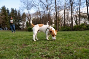 Un cățel miroase iarba, iar stăpânul lui îl urmărește de la distanță.