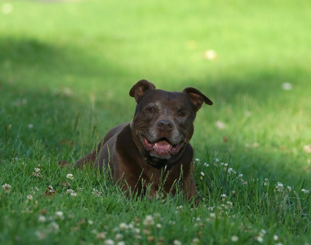 Câine pit bull