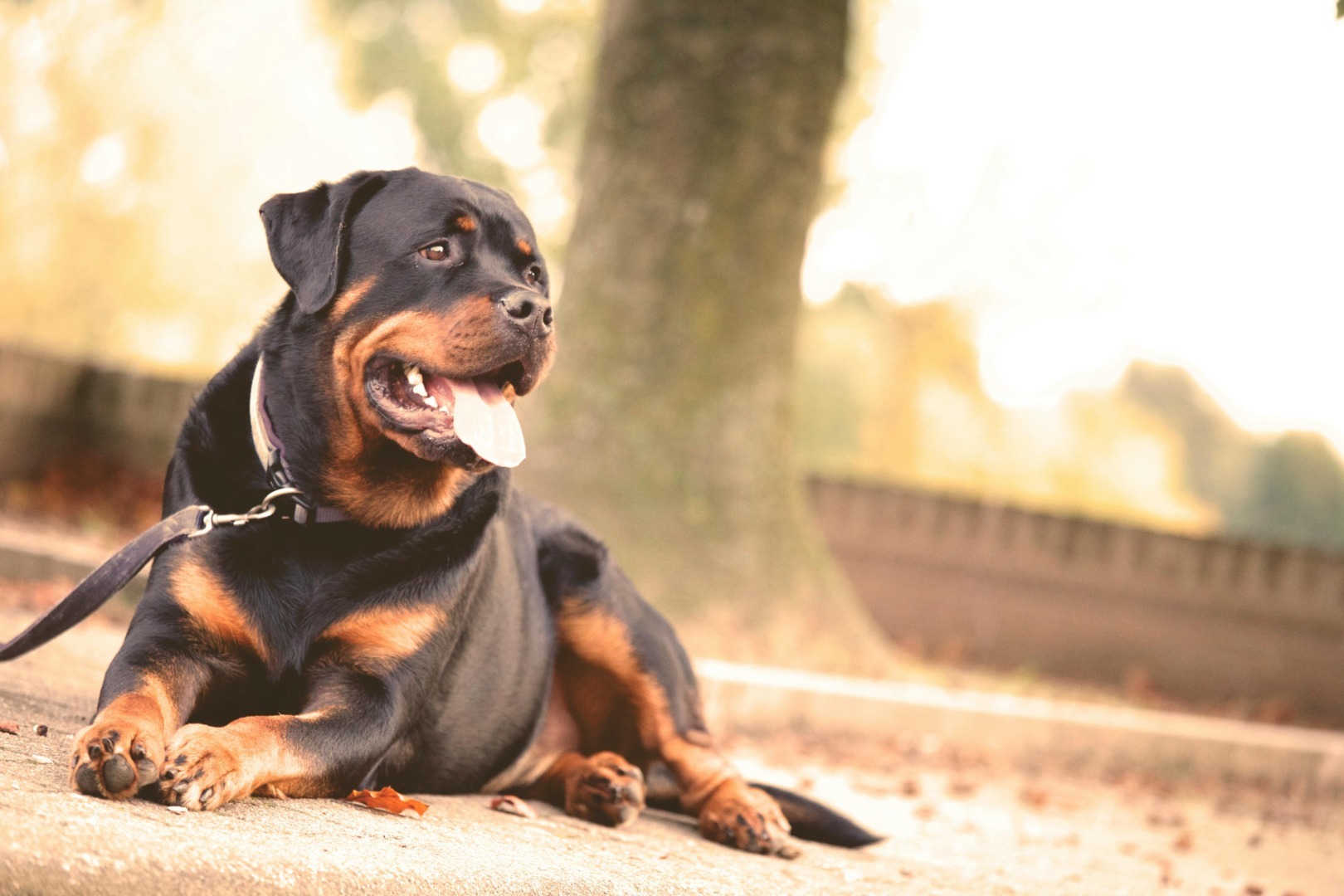 Câine din rasa Rottweiler care stă liniștit într-un parc.