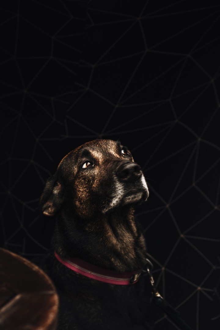 Un câine care are semne zodiacale și constelații în spatele său.