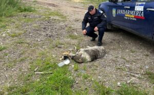 un caine salvat de Jandarmeria Romana