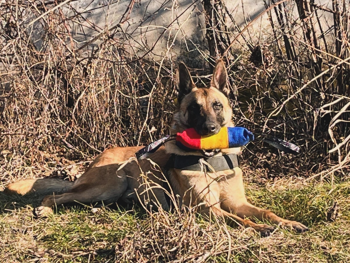 Câine utilitar ține tricolorul în gură.