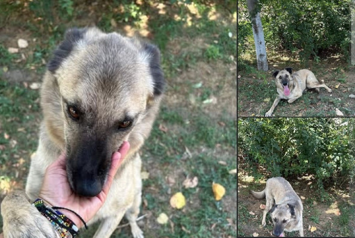 un caine din adapost