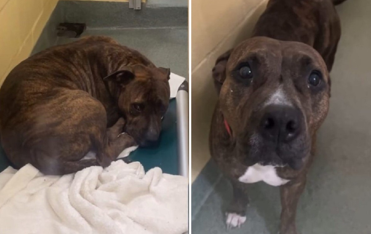 cainele invizibil din adapost