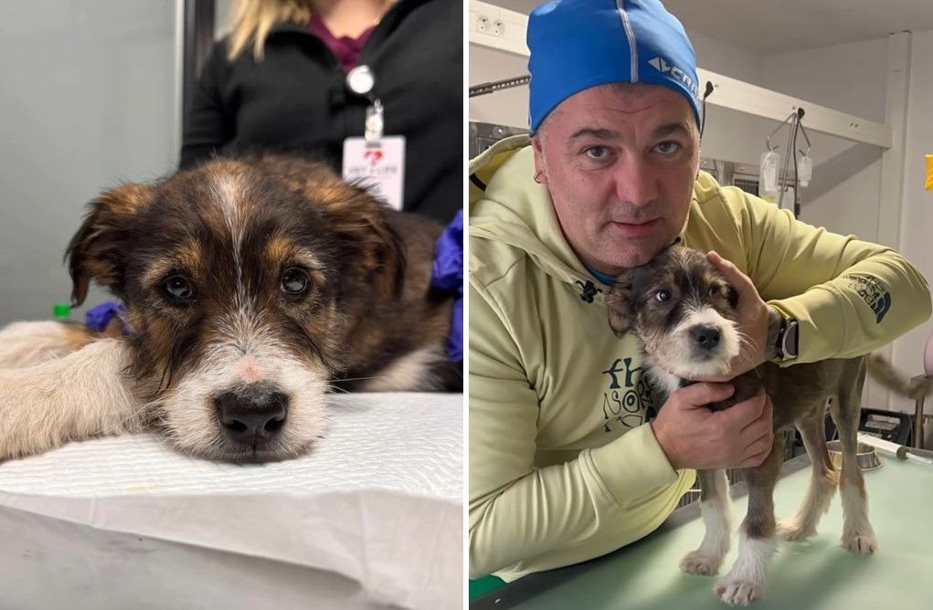 cainele Osmi pe masa de operatie