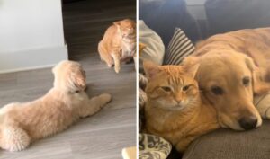 cainele si pisca devin cei mai buni prieteni