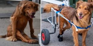 cainele Stafida de la Adapostul Speranta