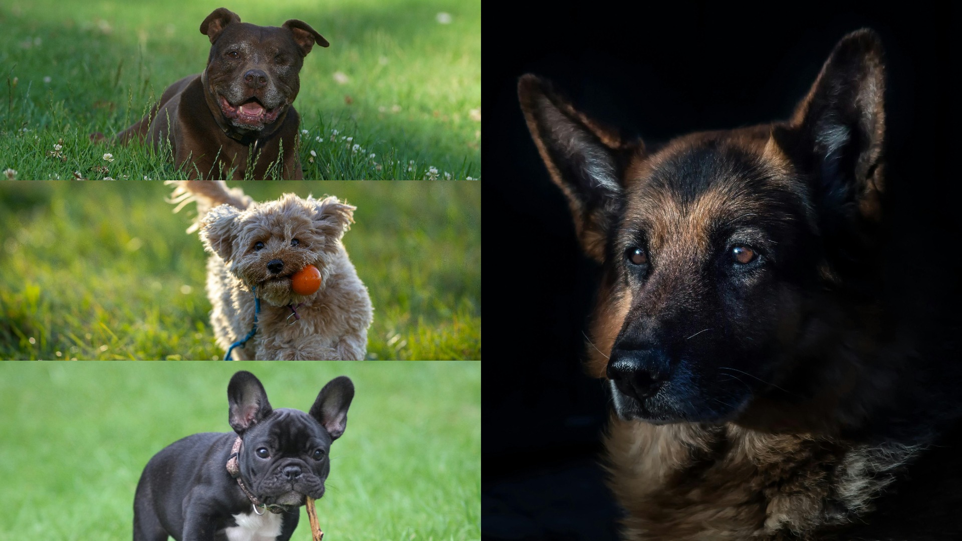 Colaj foto cu câini din rasele Ciobănesc German, French Bulldog, Pitt Bull și Cavapoo.