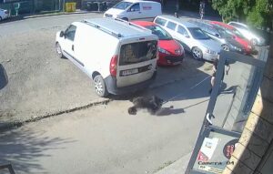 Hingheri din Timișoara capturează un câine pe stradă.