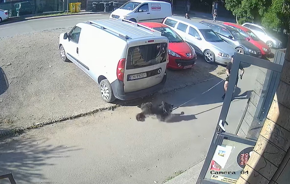Hingheri din Timișoara capturează un câine pe stradă.