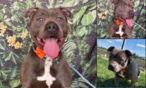 un caine zambeste la camera