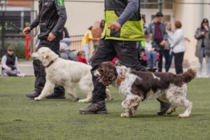 Căței în curtea unui liceu