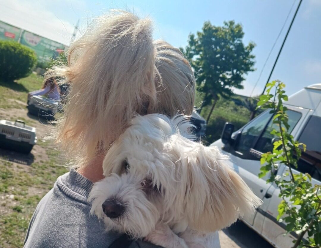 Câine ținut în brațe de stăpâna lui.