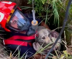 Un pompier scoate un câine dintr-un puț.