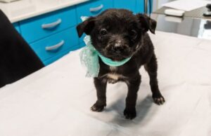 catelul Kai de la Adapostul Speranta