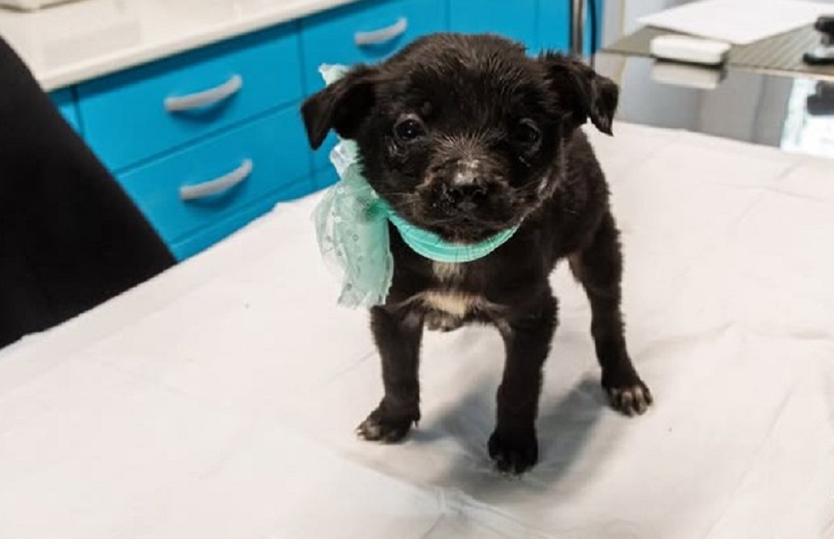 catelul Kai de la Adapostul Speranta