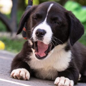 Cățel cu gura deschisă.