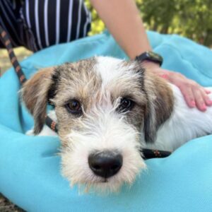 Cățel învelit într-o pătură bleu.