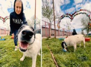 catelul Beta de la Kola Kariola