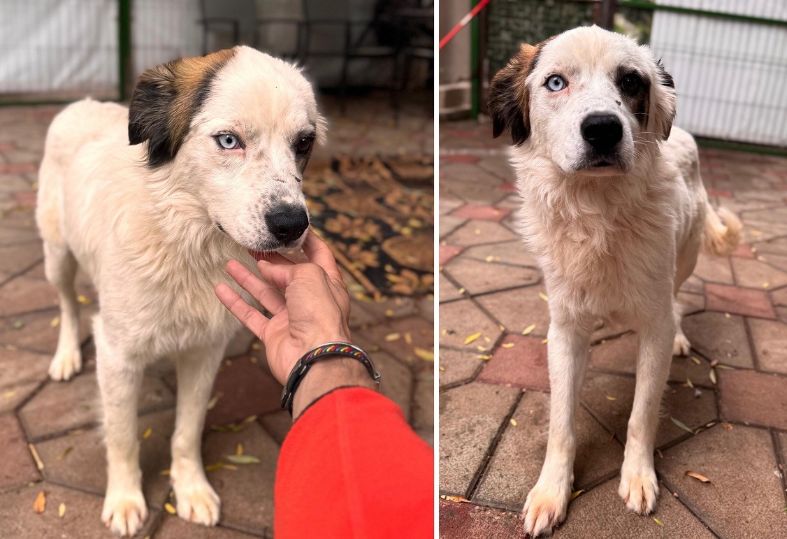 catelul Jamie de la Kola Kariola