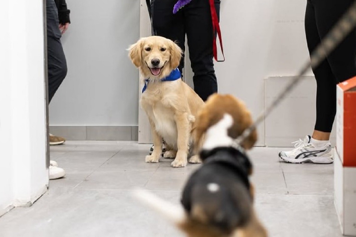 catelusa abandonata devine caine de terapie