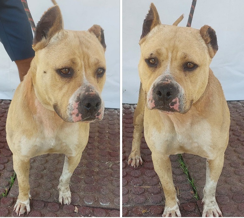 catelusa Arina de la ASPA