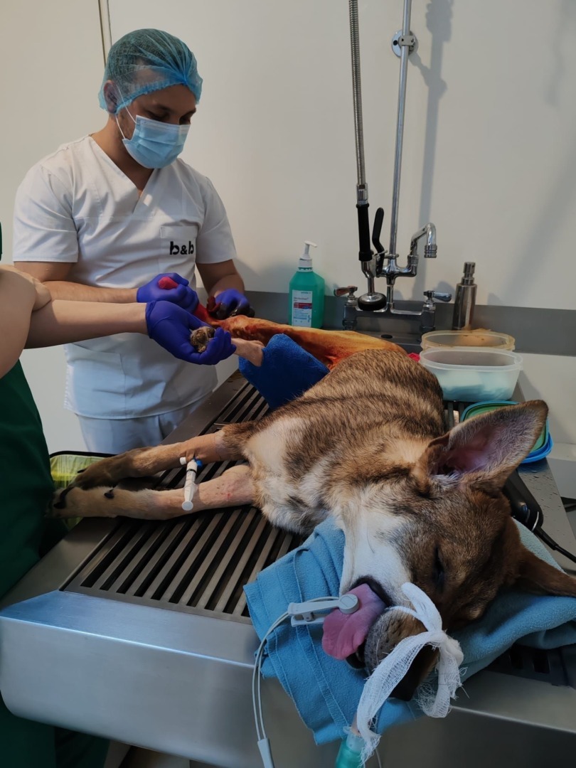 Bonnie pe masa de operatie