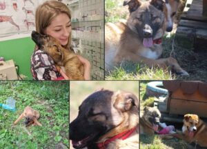 o catelusa abandonata de stapani