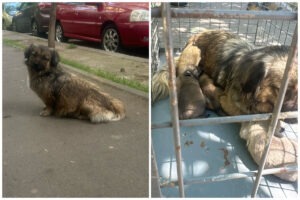 Colaj cu cățelușa de talie mică luată de ASPA