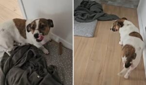 o catelusa isi ascunde mancarea