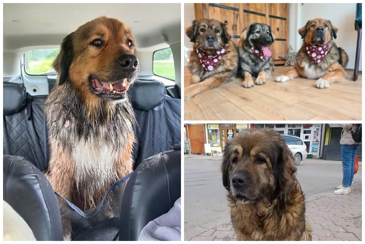 Colaj cu cățelușa Marioposa, de talie mare