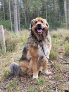 Cățelușa de talie mare Mariposa în natură