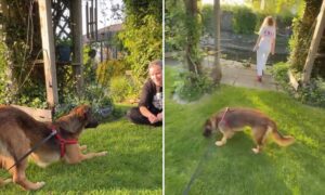 o catelusa in gradina