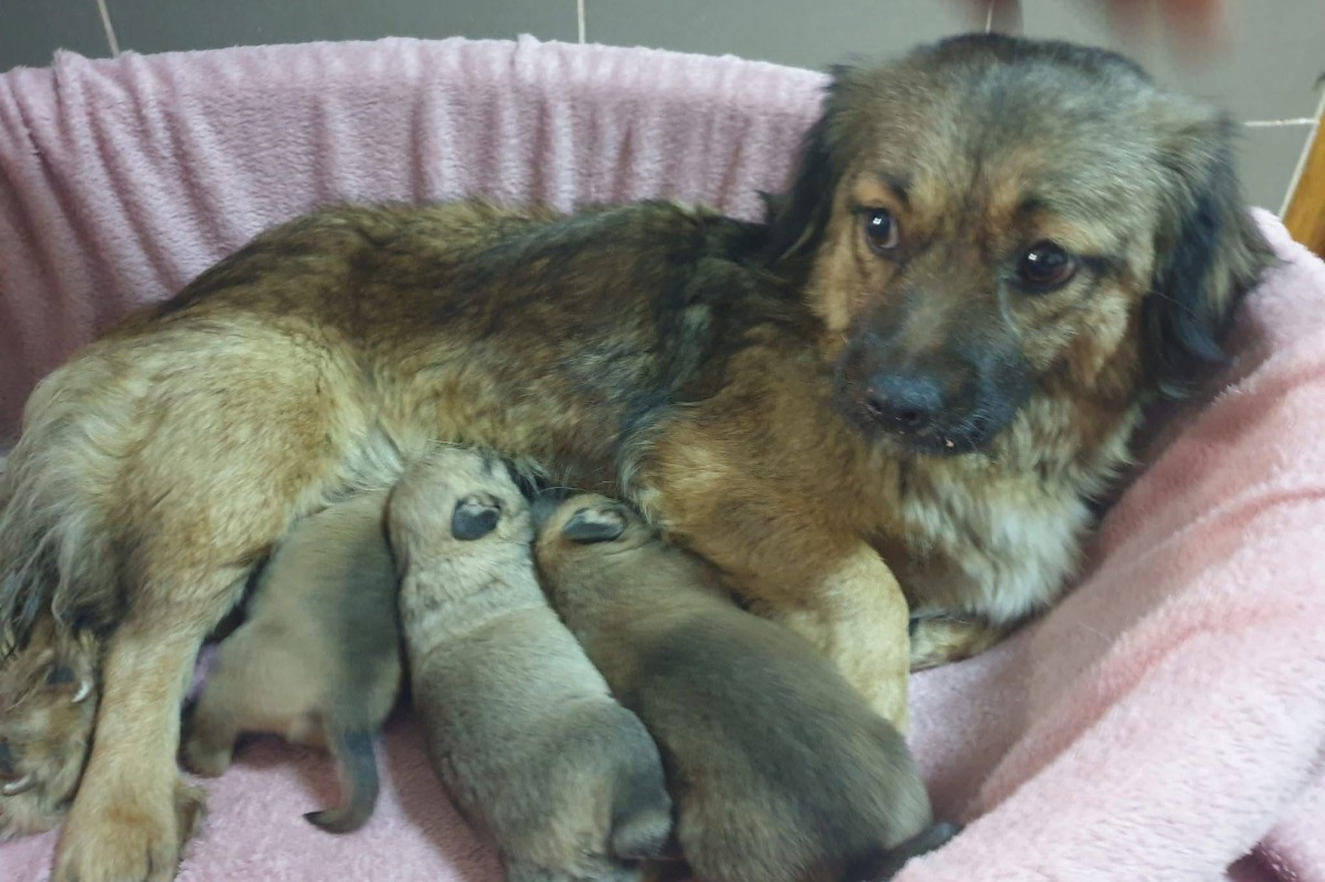 Cățelușp de talie mică, într-un coș, în timp ce își alăptează puii