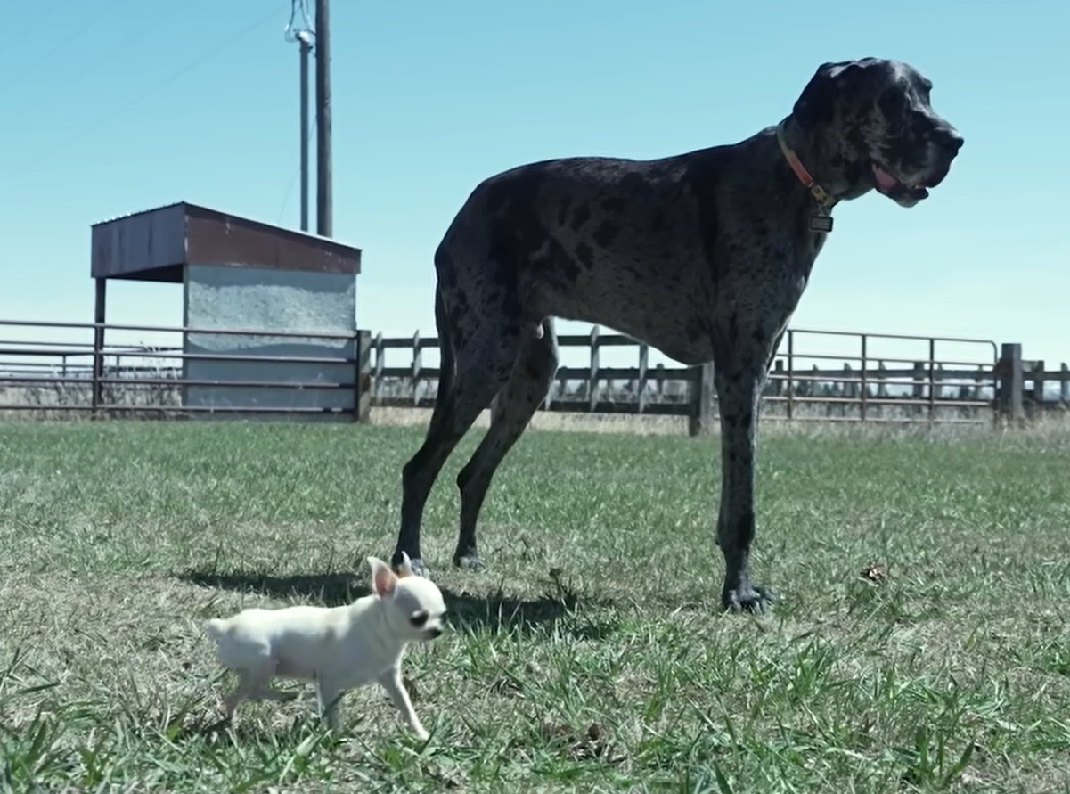 Cel mai mare câine din lume și cel mai mic cățel.