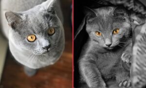 Chartreux vs. British Shorthair