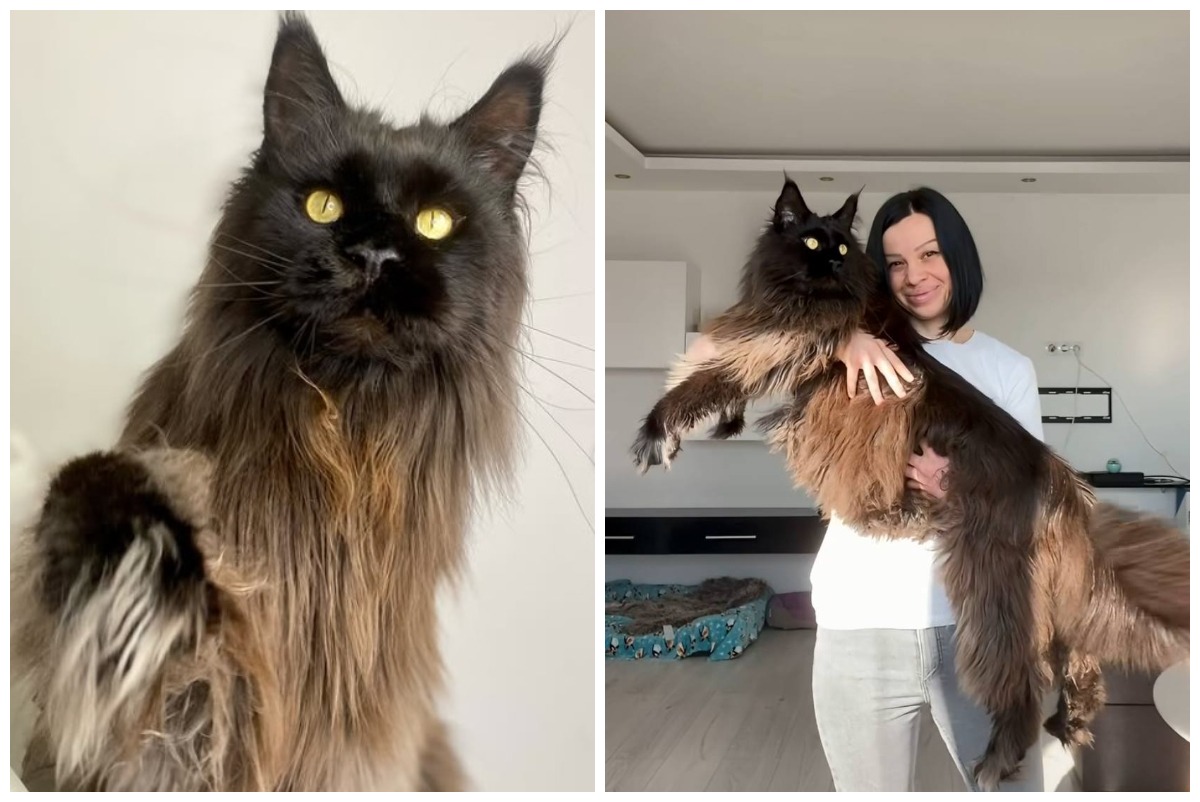 Colaj cu motanul uriaș Zeus și stăpâna Daniela