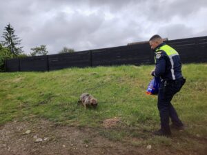 Un polițist oferă mâncare unui câine