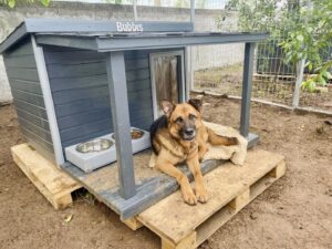 Câine în fața cuștii