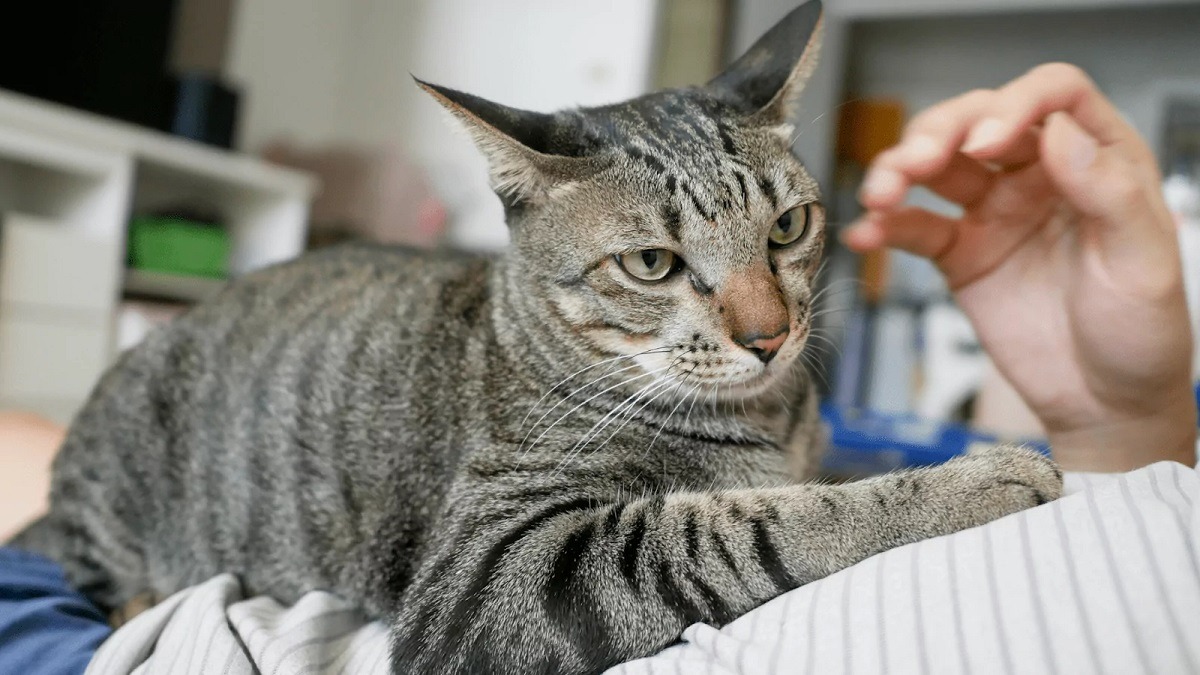 pisica se intinde pe pieptul stapanului