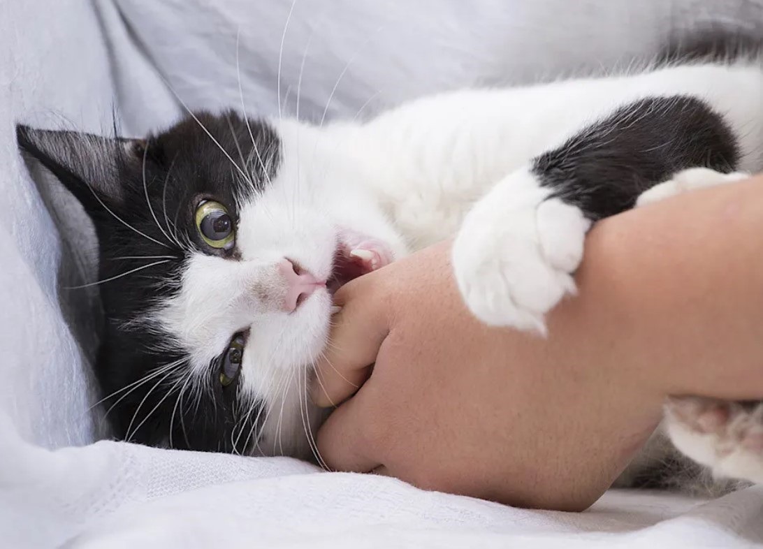 pisica musca mana stapanului