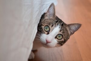 pisica se ascunde sub pat